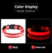LED Glow Dog Collar for Visibility & Style